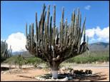 Mexico - cactus